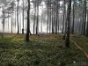 Pożar lasu w miejscowości  Kwiatkowo k. Zarąb